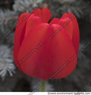 flower tulip 0002